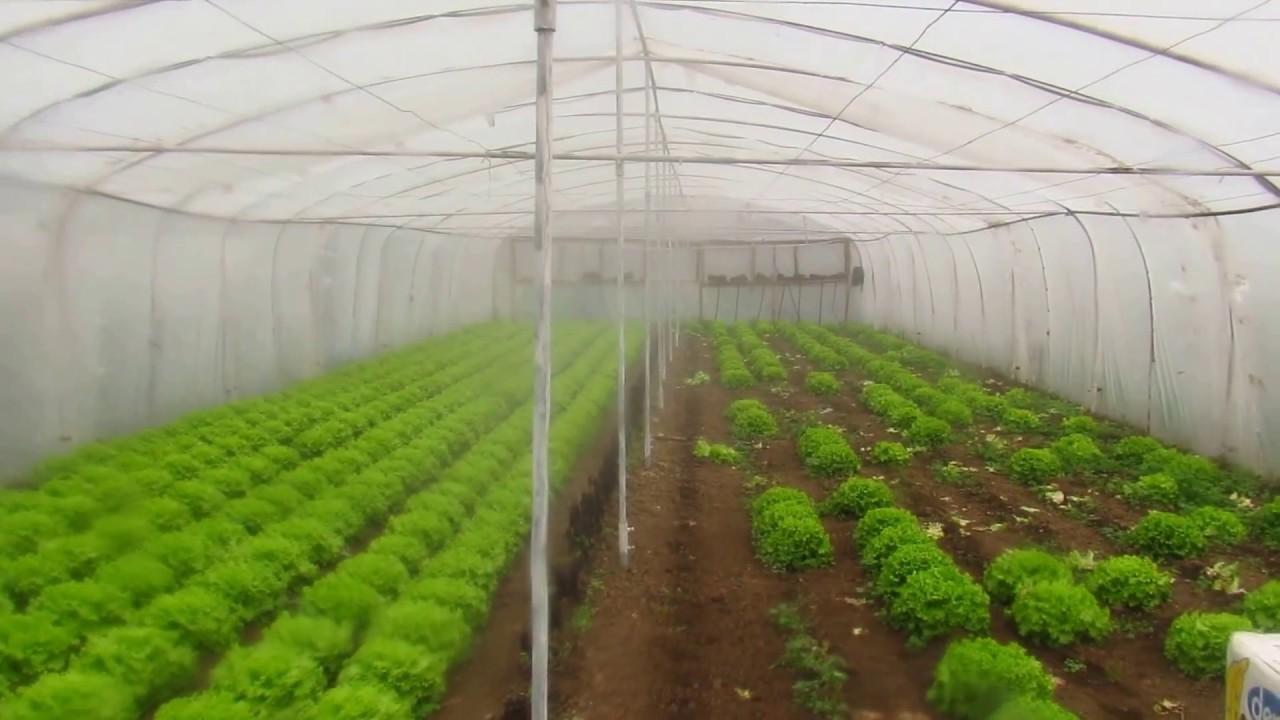 Coltivazione autonoma in serra: mappatura del microclima prima dell’irrorazione
intelligente di pesticidi Coltivazione autonoma in serra: mappatura del microclima prima dell'irrorazione intelligente di pesticidi
