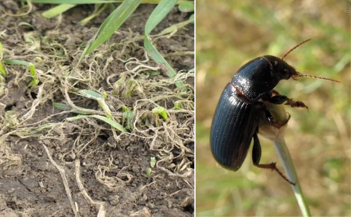 Rilevamento di Zabrus tenebrioides nel frumento con un drone commerciale
