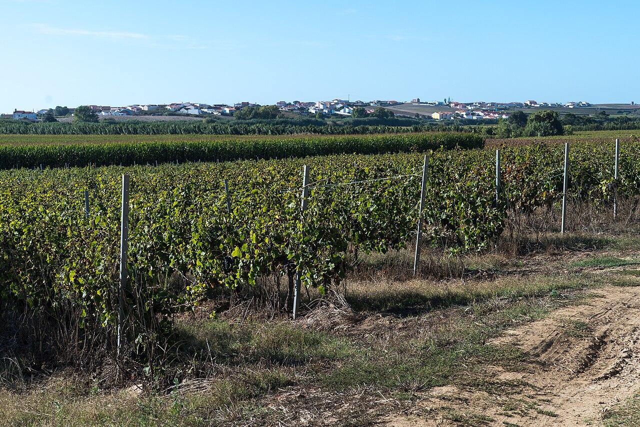 Multispectral Vineyard Variability Mapping near INIAV Dois Portos