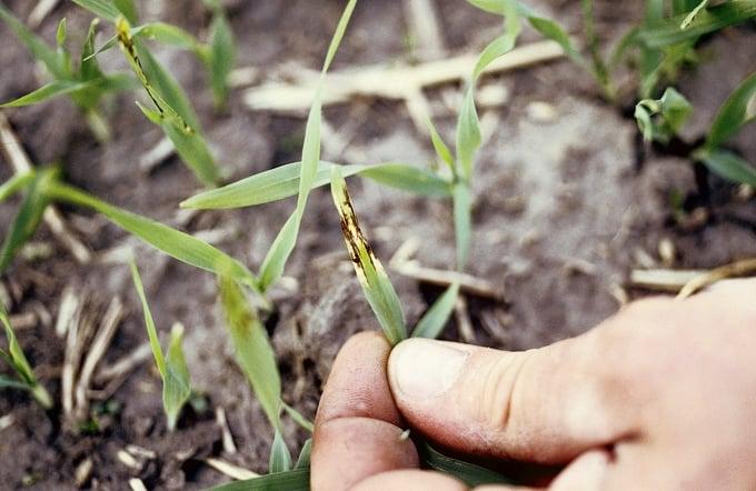 Monitoraggio del microclima e della salute nella produzione dell’orzo utilizzando il BME680