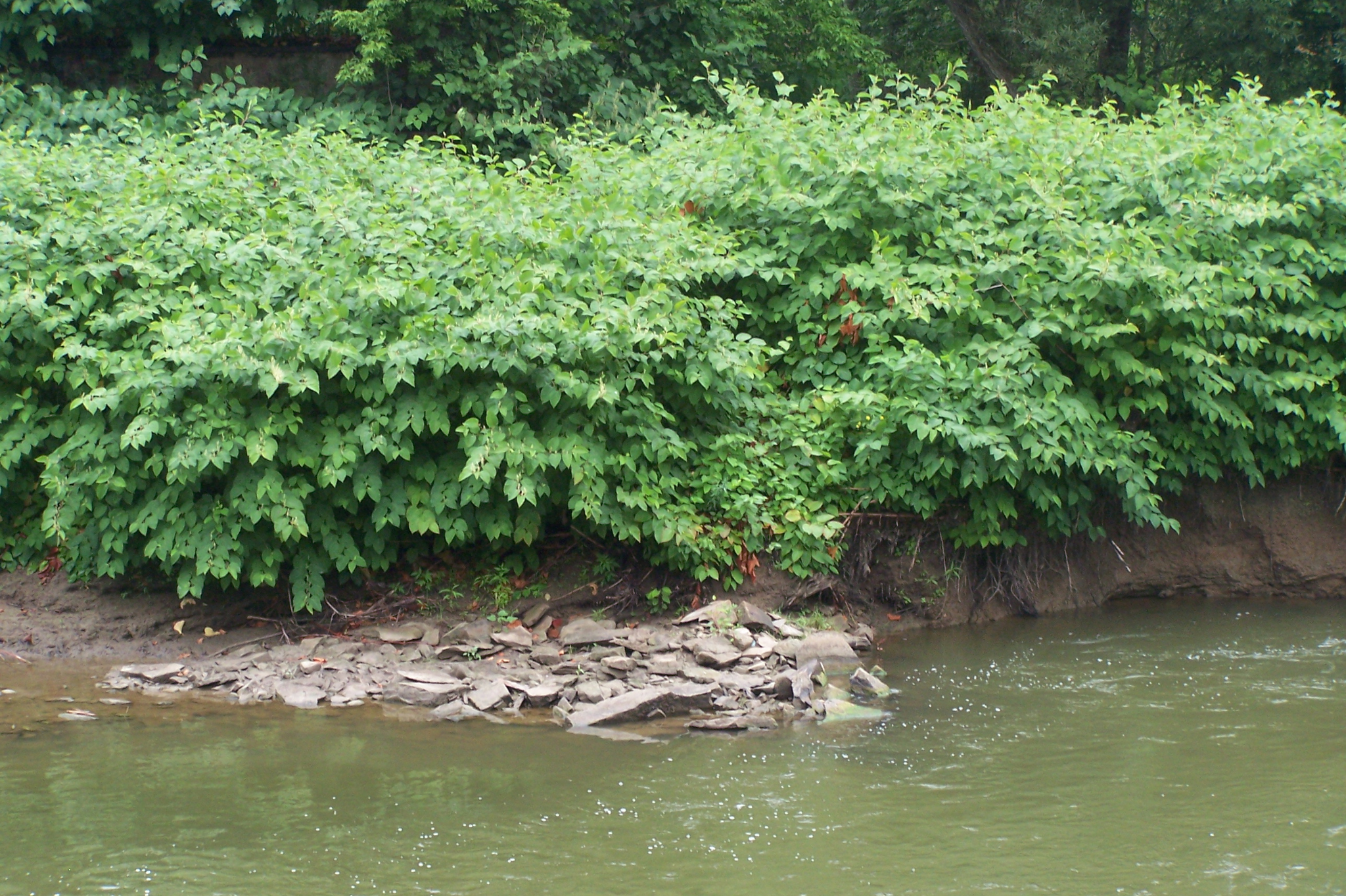 Specie invasive