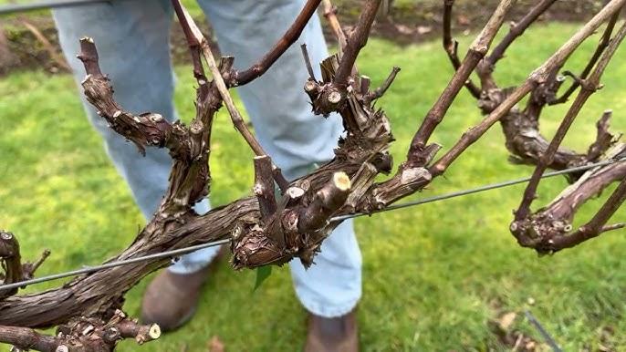Impatto della temperatura sulle pratiche pomotecniche – potatura dei vigneti